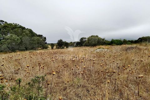 Terra a Alcanena, Santarem, Alcanena - € 13.000 | Ref: 046954 - foto 19