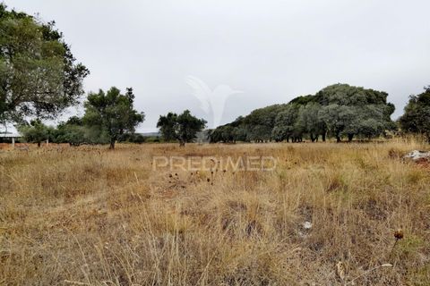 Terra a Alcanena, Santarem, Alcanena - € 13.000 | Ref: 046954 - foto 21