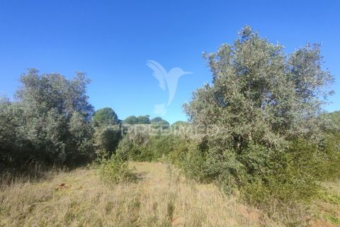 Terra a Alcanena, Santarem, Alcanena - € 12.500 | Ref: 050115 - foto 2