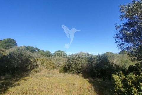 Terra a Alcanena, Santarem, Alcanena - € 12.500 | Ref: 050115 - foto 3