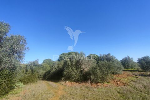 Terra a Alcanena, Santarem, Alcanena - € 12.500 | Ref: 050115 - foto 4