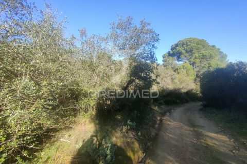 Terra a Alcanena, Santarem, Alcanena - € 12.500 | Ref: 050115 - foto 5