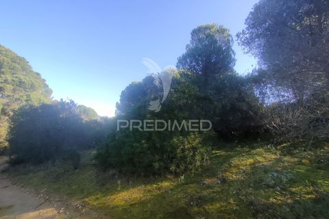 Terra a Alcanena, Santarem, Alcanena - € 12.500 | Ref: 050115 - foto 6