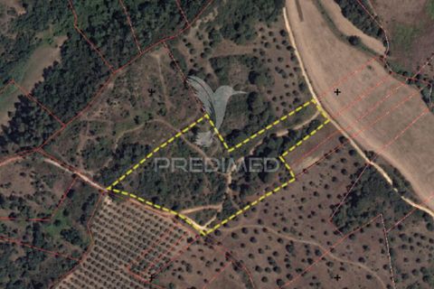 Terra a Alcanena, Santarem, Alcanena - € 12.500 | Ref: 050115 - foto 7