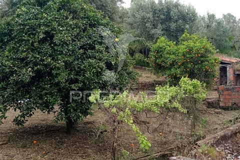 Byhus i Ponte de Sor, Portalegre, Ponte de Sor - € 99.000 | Ref: 051462 - foto 19