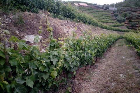 Farm hus i Tabuaco, Viseu, Tabuaco - € 760.000 | Ref: 052055 - foto 6