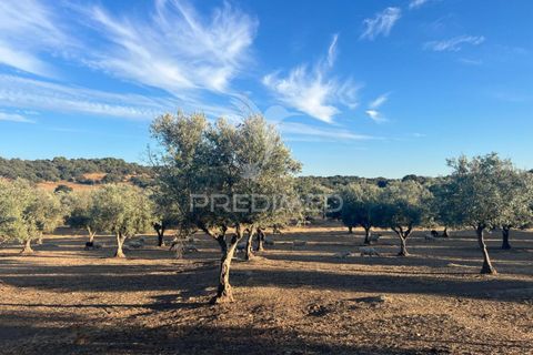 Farm hus i Redondo, Evora, Redondo - € 810.000 | Ref: 053168 - foto 25