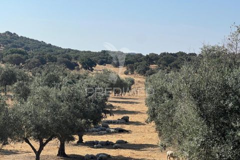 Farm hus i Redondo, Evora, Redondo - € 810.000 | Ref: 053168 - foto 26
