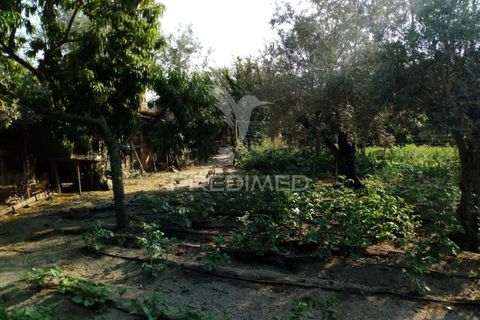 Byhus i Ponte de Sor, Portalegre, Ponte de Sor - € 192.000 | Ref: 053404 - foto 27