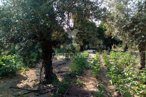 Byhus i Ponte de Sor, Portalegre, Ponte de Sor - € 192.000 | Ref: 053404 - foto 28