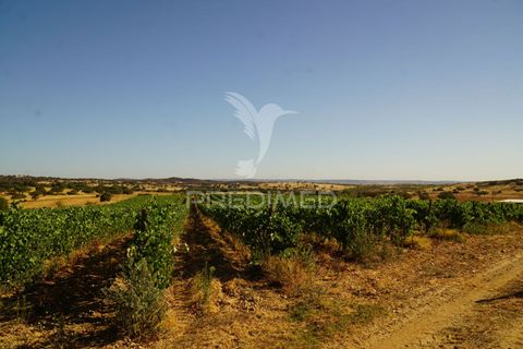 Farm hus i Alandroal, Evora, Alandroal - € 399.000 | Ref: 053979 - foto 6