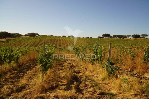 Farm hus i Alandroal, Evora, Alandroal - € 399.000 | Ref: 053979 - foto 7