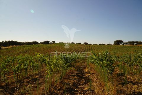 Farm hus i Alandroal, Evora, Alandroal - € 399.000 | Ref: 053979 - foto 8