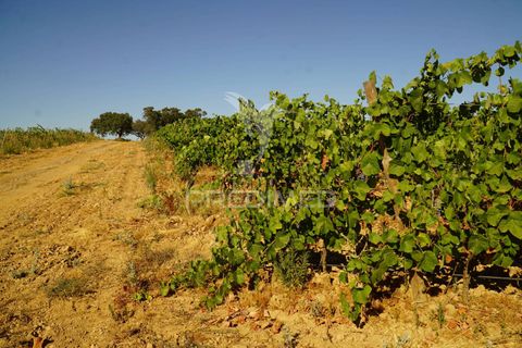 Farm hus i Alandroal, Evora, Alandroal - € 399.000 | Ref: 053979 - foto 10