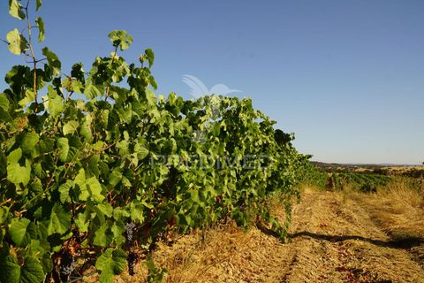 Farm hus i Alandroal, Evora, Alandroal - € 399.000 | Ref: 053979 - foto 11