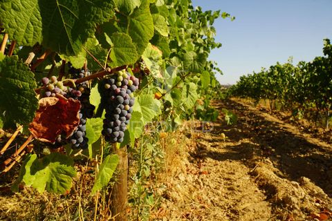 Farm hus i Alandroal, Evora, Alandroal - € 399.000 | Ref: 053979 - foto 12