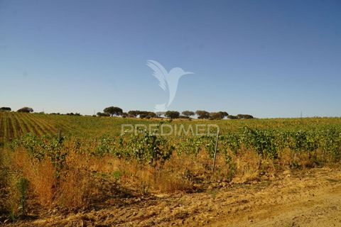 Farm hus i Alandroal, Evora, Alandroal - € 399.000 | Ref: 053979 - foto 14