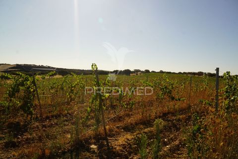 Farm hus i Alandroal, Evora, Alandroal - € 399.000 | Ref: 053979 - foto 15