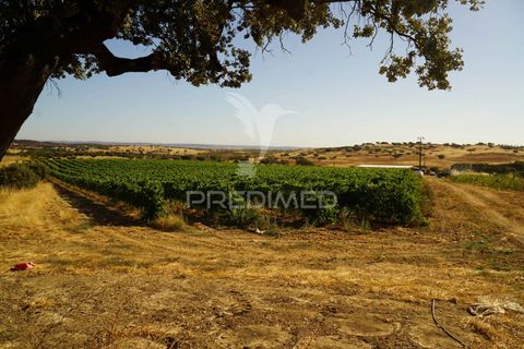 Farm hus i Alandroal, Evora, Alandroal - € 399.000 | Ref: 053979 - foto 16