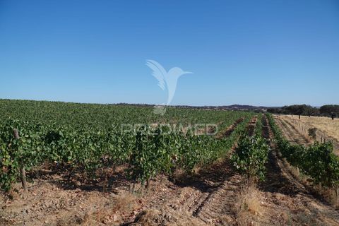 Farm hus i Alandroal, Evora, Alandroal - € 399.000 | Ref: 053979 - foto 17