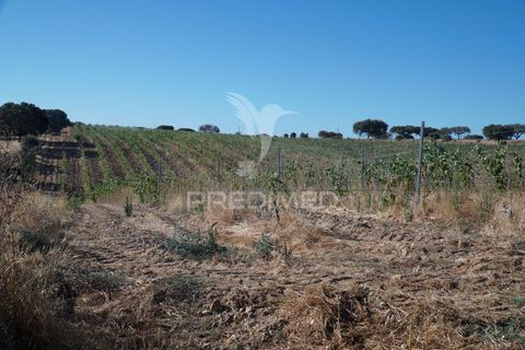 Farm hus i Alandroal, Evora, Alandroal - € 399.000 | Ref: 053979 - foto 19