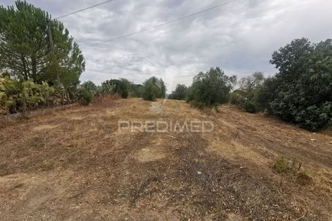 Helårsgrund i Tomar, Santarem, Tomar - € 22.500 | Ref: 055251 - foto 4