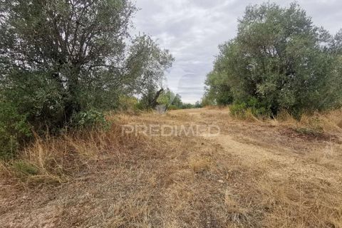Helårsgrund i Tomar, Santarem, Tomar - € 22.500 | Ref: 055251 - foto 14