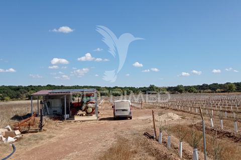 Farm hus i Sousel, Portalegre, Sousel - € 159.000 | Ref: 055495 - foto 3