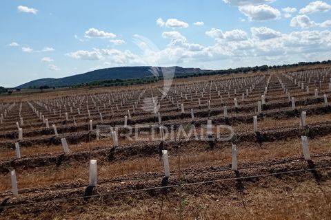 Farm hus i Sousel, Portalegre, Sousel - € 159.000 | Ref: 055495 - foto 4