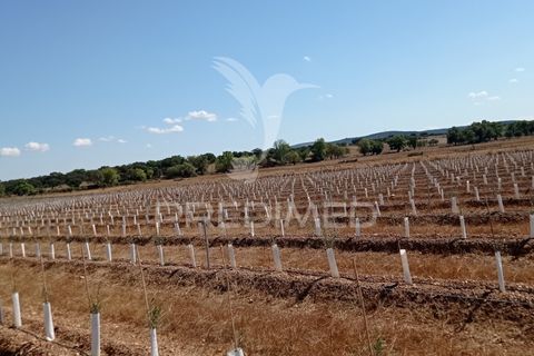 Farm hus i Sousel, Portalegre, Sousel - € 159.000 | Ref: 055495 - foto 5