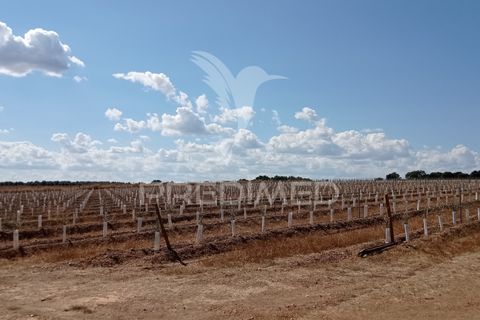 Farm hus i Sousel, Portalegre, Sousel - € 159.000 | Ref: 055495 - foto 9