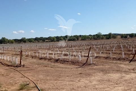 Farm hus i Sousel, Portalegre, Sousel - € 159.000 | Ref: 055495 - foto 10