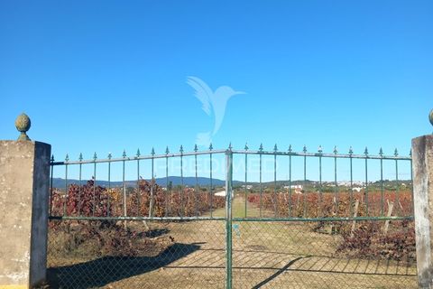 Farm hus i Redondo, Evora, Redondo - € 100.000 | Ref: 056580 - foto 3