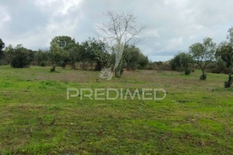 Tomt i Castelo de Vide, Portalegre, Castelo de Vide - € 75 000 | Ref: 058439 - foto 10