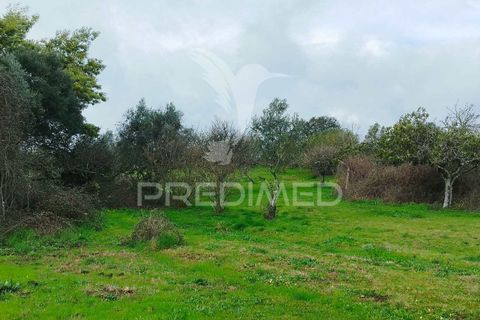Tomt i Castelo de Vide, Portalegre, Castelo de Vide - € 75 000 | Ref: 058439 - foto 17