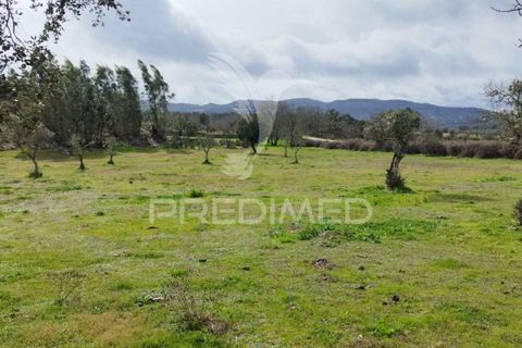 Tomt i Castelo de Vide, Portalegre, Castelo de Vide - € 75 000 | Ref: 058439 - foto 18
