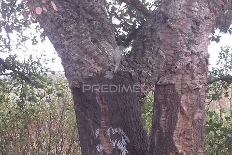 Farm hus i Odemira, Beja, Odemira - € 21.000 | Ref: 058682 - foto 7