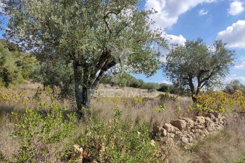 Helårsgrund i Ourem, Santarem, Ourem - € 10.000 | Ref: 032816 - foto 2