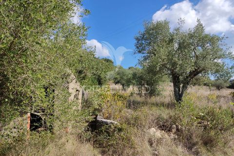 Helårsgrund i Ourem, Santarem, Ourem - € 10.000 | Ref: 032816 - foto 3