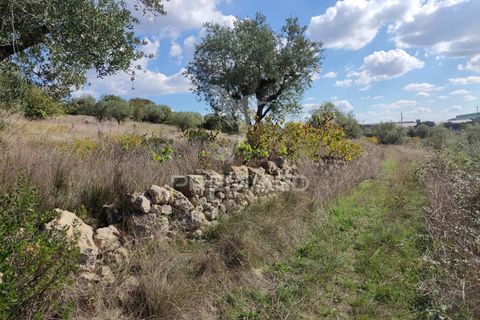 Helårsgrund i Ourem, Santarem, Ourem - € 10.000 | Ref: 032816 - foto 5