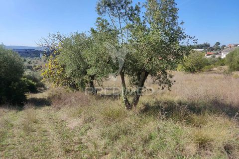 Helårsgrund i Ourem, Santarem, Ourem - € 10.000 | Ref: 032816 - foto 7