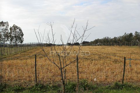 Farm hus i Monforte, Portalegre, Monforte - € 500.000 | Ref: 035140 - foto 24
