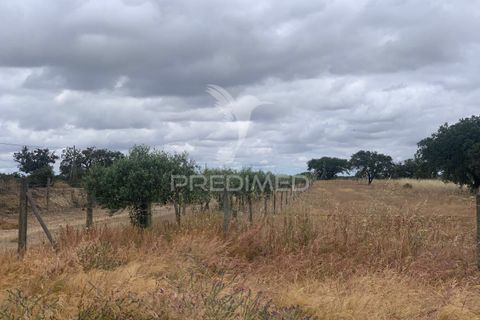 Masia a Almodovar, Beja, Almodovar - € 1.000.000 | Ref: 044682 - foto 21