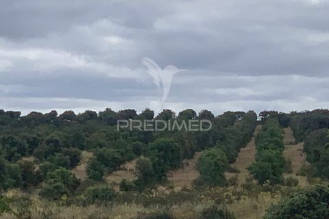 Masia a Almodovar, Beja, Almodovar - € 1.000.000 | Ref: 044682 - foto 29