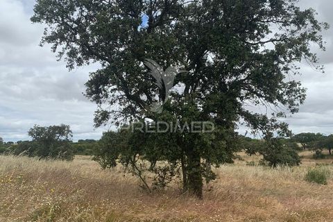 Masia a Almodovar, Beja, Almodovar - € 1.000.000 | Ref: 044682 - foto 30