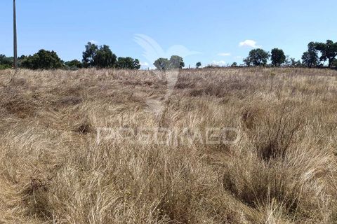 Terra a Nisa, Portalegre, Nisa - € 25.000 | Ref: 045991 - foto 9