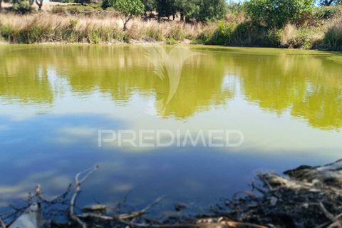 Terra a Nisa, Portalegre, Nisa - € 25.000 | Ref: 045991 - foto 12