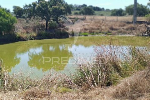 Terra a Nisa, Portalegre, Nisa - € 25.000 | Ref: 045991 - foto 14
