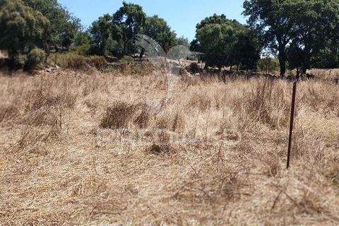 Terra a Nisa, Portalegre, Nisa - € 25.000 | Ref: 045991 - foto 15