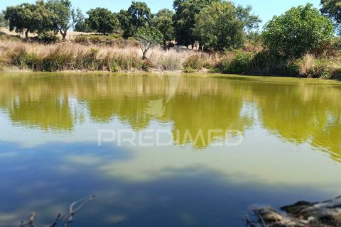 Terra a Nisa, Portalegre, Nisa - € 25.000 | Ref: 045991 - foto 16